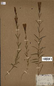 spécimen de Gentiana pneumonanthe