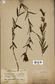 spécimen de Gentiana pneumonanthe