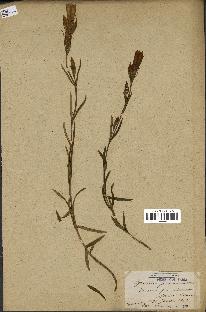 spécimen de Gentiana pneumonanthe