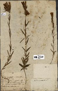 spécimen de Gentiana pneumonanthe