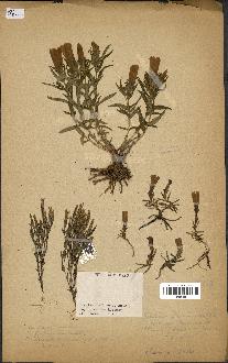 spécimen de Gentiana pneumonanthe