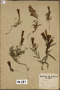 spécimen de Gentiana pneumonanthe