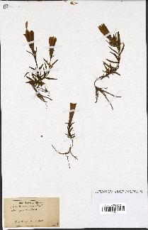 spécimen de Gentiana pneumonanthe