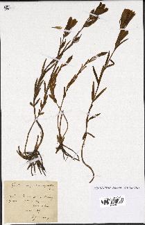 spécimen de Gentiana pneumonanthe