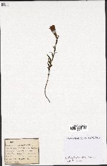 spécimen de Gentiana pneumonanthe