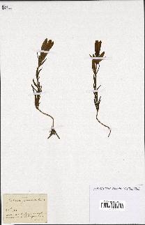 spécimen de Gentiana pneumonanthe