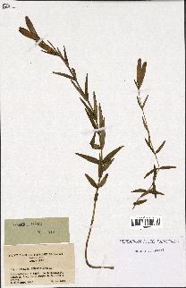 spécimen de Gentiana pneumonanthe