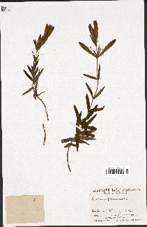 spécimen de Gentiana pneumonanthe