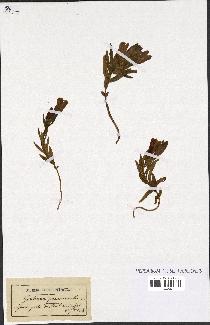 spécimen de Gentiana pneumonanthe