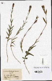 spécimen de Gentiana pneumonanthe
