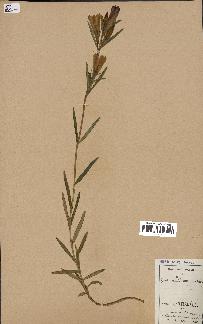 spécimen de Gentiana pneumonanthe