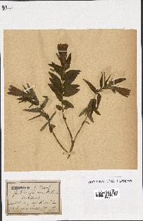 spécimen de Gentiana pneumonanthe