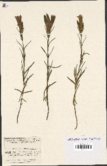 spécimen de Gentiana pneumonanthe