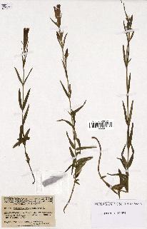 spécimen de Gentiana pneumonanthe