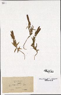 spécimen de Gentiana pneumonanthe