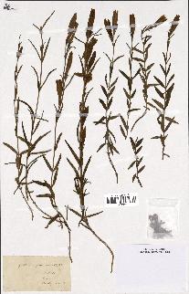 spécimen de Gentiana pneumonanthe