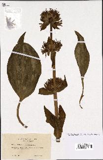 spécimen de Gentiana lutea