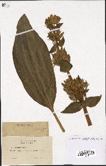 spécimen de Gentiana lutea