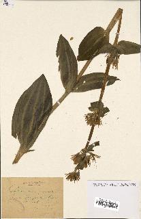 spécimen de Gentiana lutea