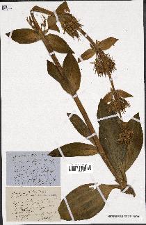 spécimen de Gentiana lutea