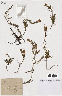 spécimen de Gentiana pneumonanthe