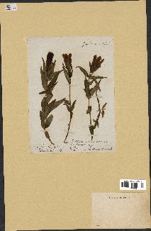spécimen de Gentiana pneumonanthe