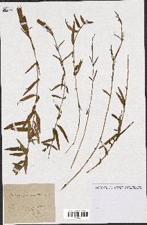 spécimen de Gentiana pneumonanthe