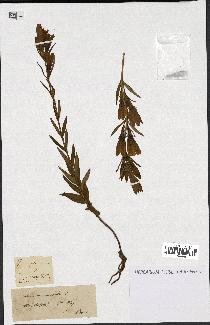 spécimen de Gentiana pneumonanthe
