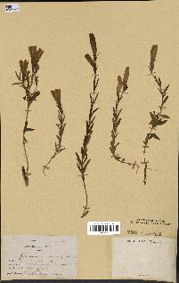 spécimen de Gentiana pneumonanthe
