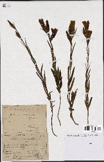 spécimen de Gentiana pneumonanthe