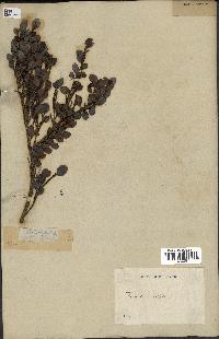 spécimen de Fernelia buxifolia