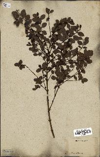 spécimen de Fernelia buxifolia