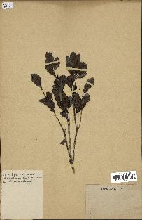 spécimen de Fernelia buxifolia