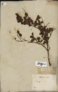 spécimen de Fernelia buxifolia