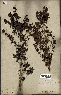 spécimen de Fernelia buxifolia