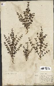 spécimen de Fernelia buxifolia