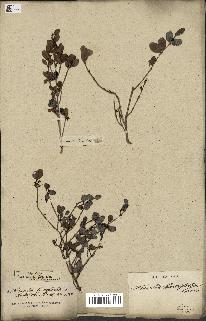 spécimen de Fernelia buxifolia