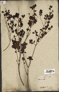 spécimen de Fernelia buxifolia