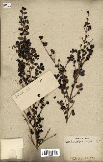 spécimen de Fernelia buxifolia