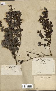 spécimen de Fernelia buxifolia