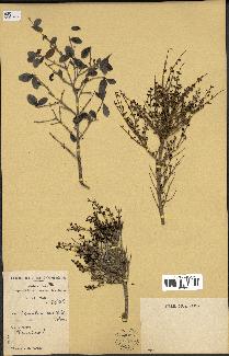 spécimen de Fernelia buxifolia