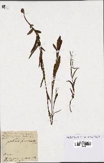spécimen de Gentiana pneumonanthe