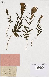 spécimen de Gentiana pneumonanthe