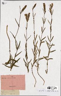 spécimen de Gentiana pneumonanthe