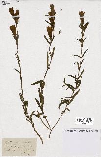 spécimen de Gentiana pneumonanthe