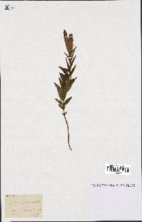 spécimen de Gentiana pneumonanthe