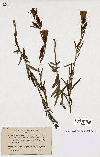 spécimen de Gentiana pneumonanthe