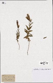 spécimen de Gentiana pneumonanthe