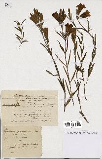 spécimen de Gentiana pneumonanthe