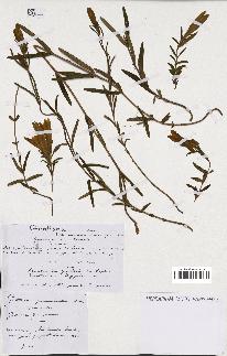spécimen de Gentiana pneumonanthe
